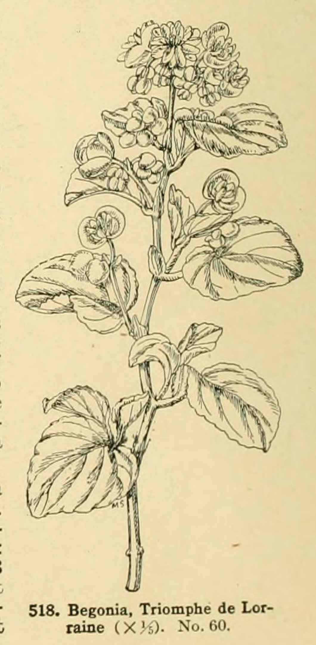 B. ‘Triomphe de Lorraine’